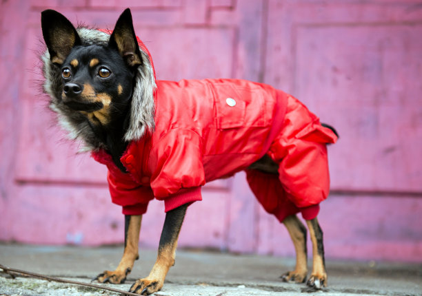 狗玩具在红色的冬装摆姿势图片下载