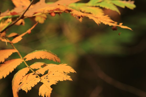 秋天的色彩图片下载