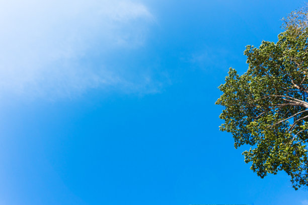 绿树成荫，映衬着蓝天，映衬着copyspace图片下载