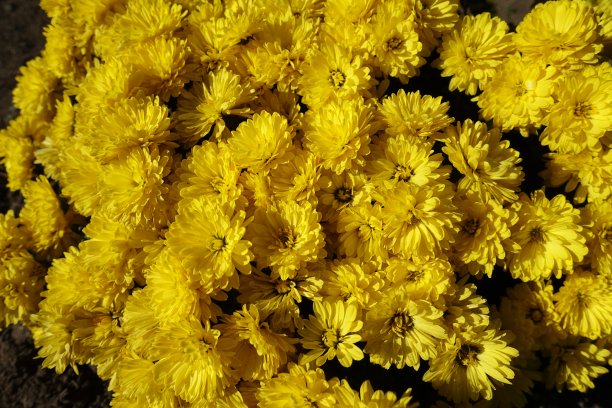 11月的菊花覆盖着黄花图片下载