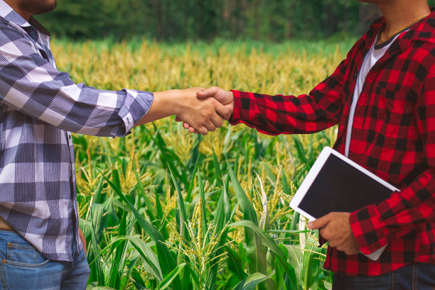 在玉米农场菜园中，玉米种植者与客户握手，协商成功后，有机农业的概念被传递图片下载