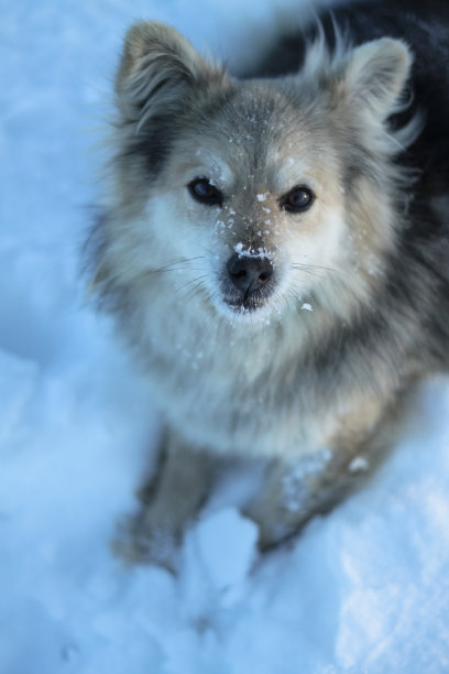 美丽的漂亮的宠物在一个公园在一个森林在冬天后一场雪。雪景带一只小狗。圣诞和新年图片设计图片下载