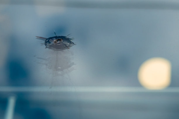 玻璃上有弹孔。城市里一栋建筑的窗户上有枪战的痕迹。特写,微距镜头。犯罪或破坏公物的概念，犯罪现场。图片下载