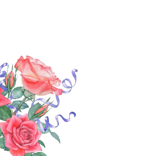 背景水彩玫瑰和缎带。完美的婚礼邀请和贺卡。图片下载