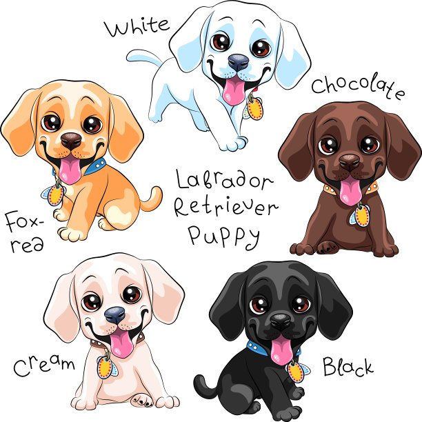 设置小狗拉布拉多寻回犬图片下载