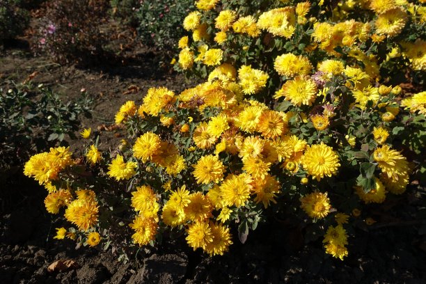 十月中旬黄色菊花的花期图片下载