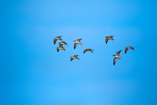 会飞的水鸟。蓝色的天空背景。抽象的自然照片。图片下载