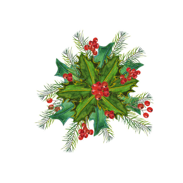 水彩手绘圣诞冬季植物:冬青，浆果和冷杉树枝孤立在白色的背景。水彩绿枝冬青与圣诞花装饰。图片下载