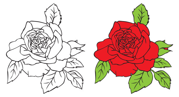 红玫瑰插图图片下载