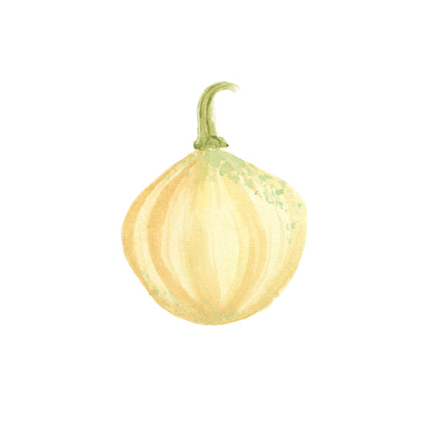水彩手绘素描南瓜图片下载