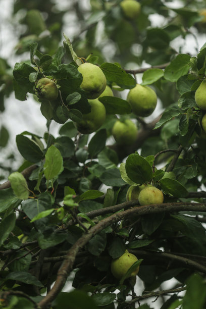 新鲜水果和健康生活方式图片下载