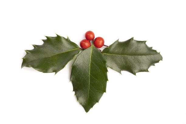 冬青的叶子和浆果图片下载