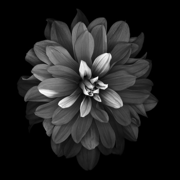 分离在黑色背景上的单色大丽花图片下载