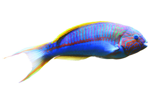 Klunzinger濑鱼的鱼图片下载