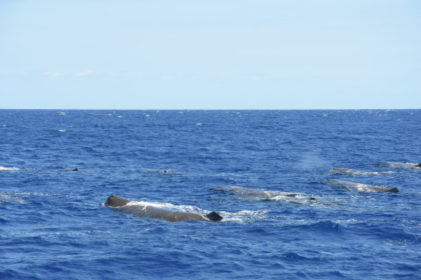 抹香鲸图片下载