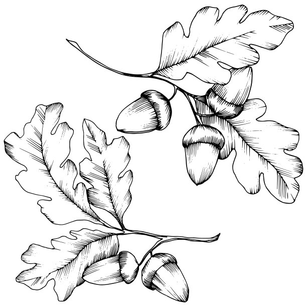 矢秋栎叶。叶植物植物园花的叶子。图片下载