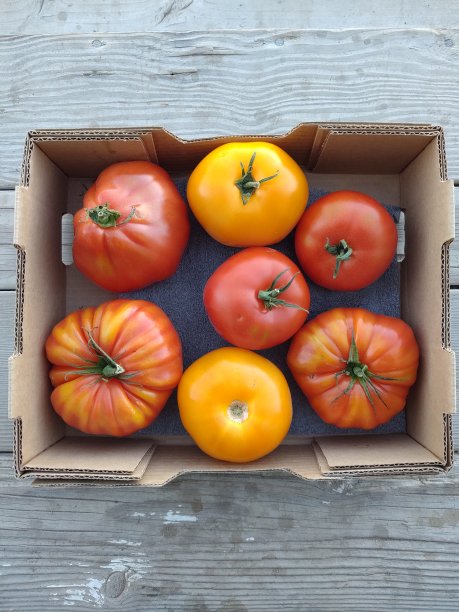 箱西红柿啊图片下载