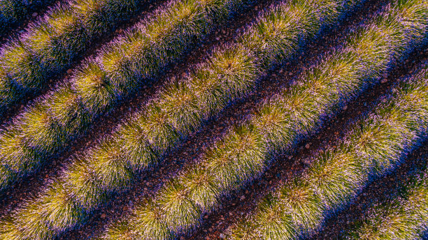 法国普罗旺斯的薰衣草田鸟瞰图图片下载