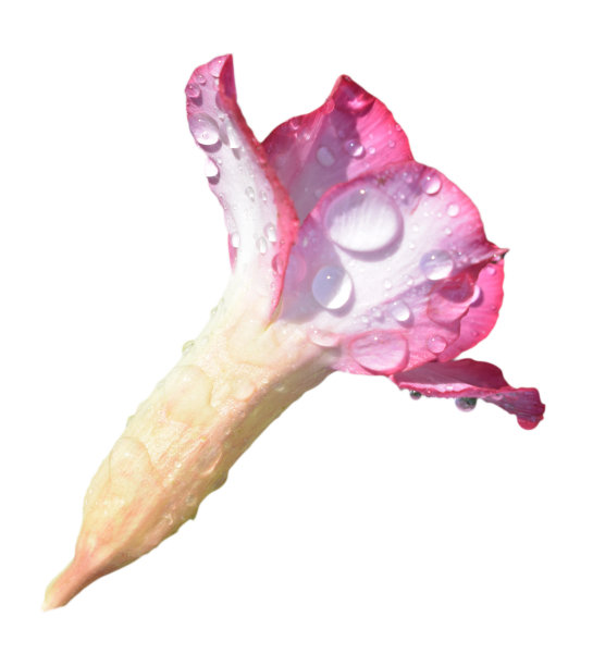 玫瑰杜鹃花带有水滴，白色背景图片下载