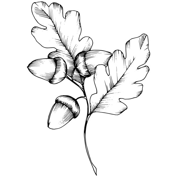 矢秋栎叶。叶植物植物园花的叶子。图片下载