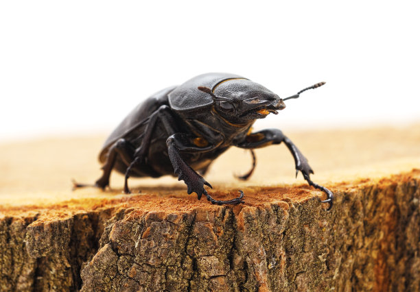 大黑甲虫在树桩上。图片下载