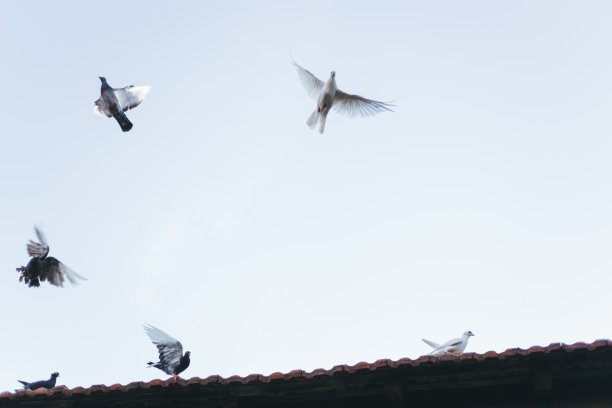 群鸽子图片下载