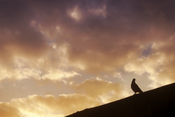 鸽子的剪影栖息在墙上，夕阳的背景。图片下载