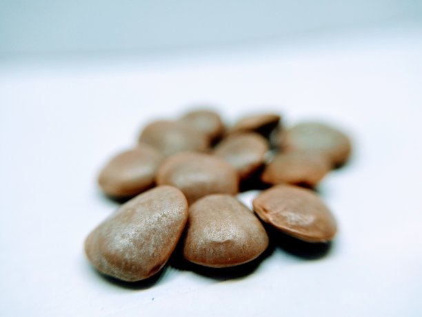 小扁豆的照片图片下载