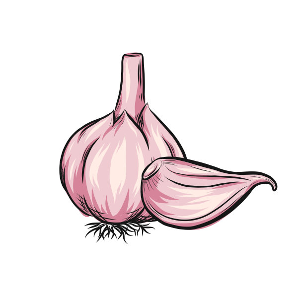 大蒜矢量大纲插图。蔬菜食品的概念。用于海报，横幅，标志，图标，贴纸，菜单设计，餐厅，咖啡馆，食谱书，农产品，大蒜酱图片下载
