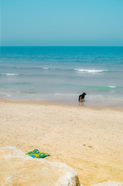 特拉维夫海滩上的狗图片下载