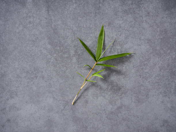 Spa的背景设计采用了绿色的竹叶。图片下载