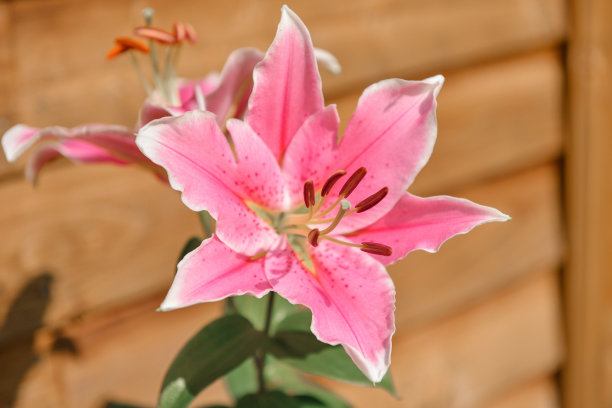 花园里的大玫瑰花。图片下载