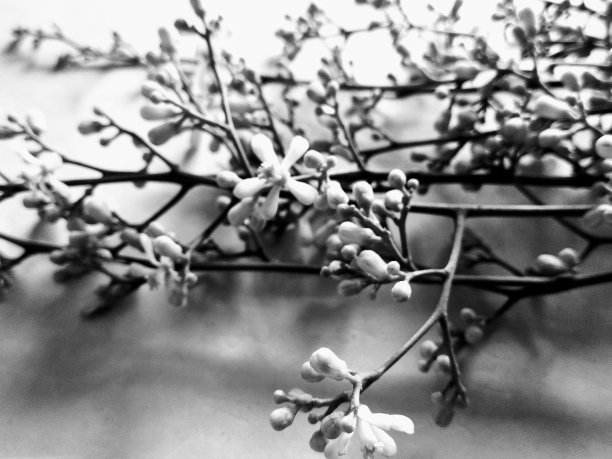 花蕾的图片图片下载