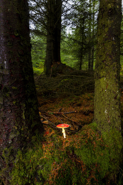 飞木耳蘑菇图片下载