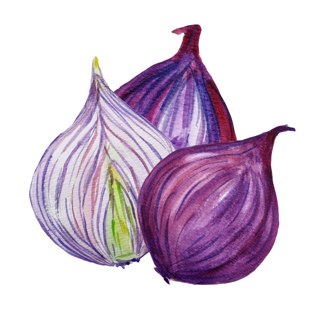 水彩手绘红洋葱球茎，切开和切环图片下载