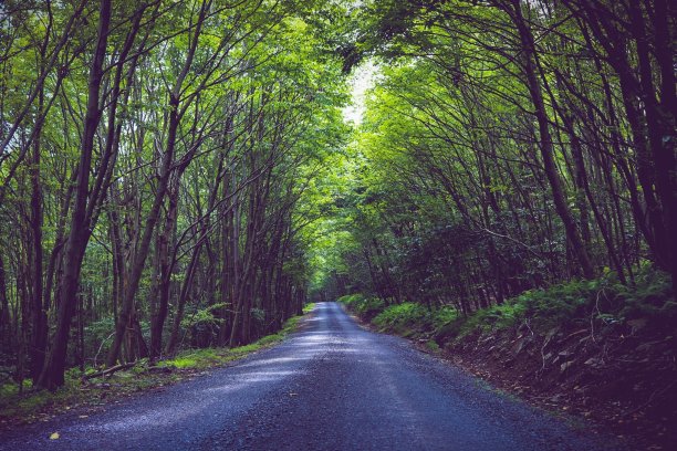 宾夕法尼亚州塔斯卡罗拉州立森林图片下载