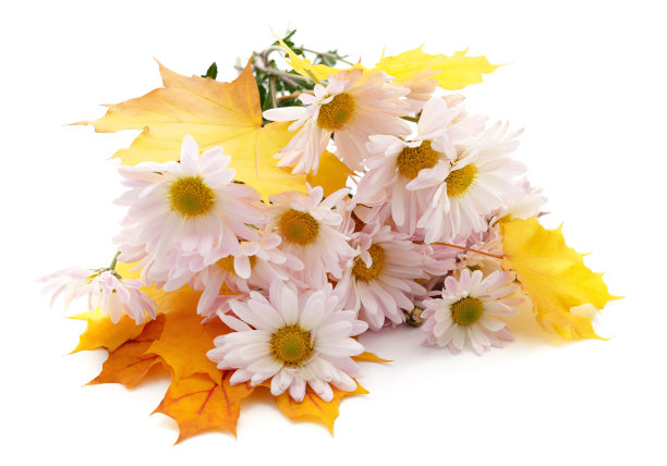 粉红色的菊花带着秋天的叶子。图片下载