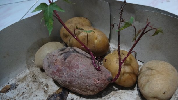 土豆发芽汗水图片下载