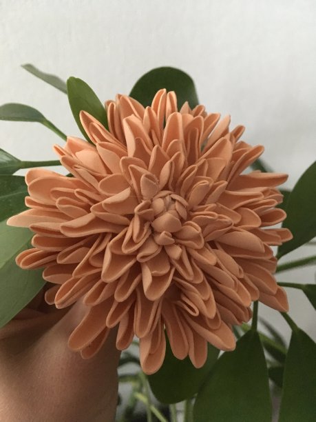 手工菊花图片下载