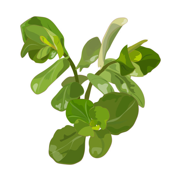 多汁的花卉植物。水彩。图片下载