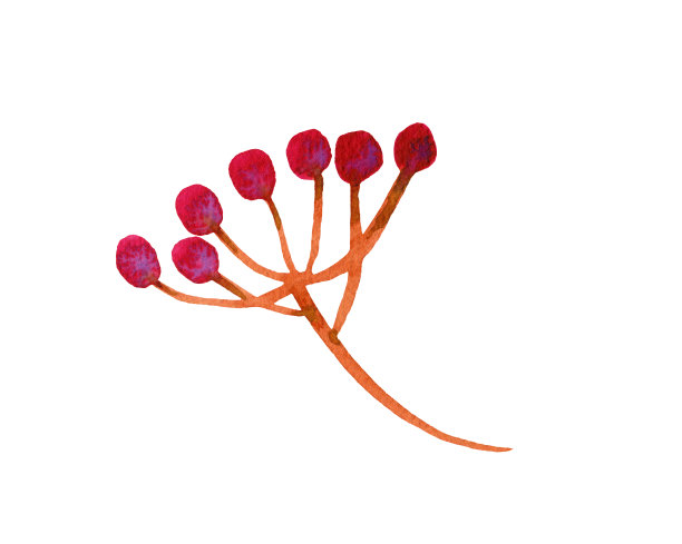 紫色浆果的水彩画小枝图片下载