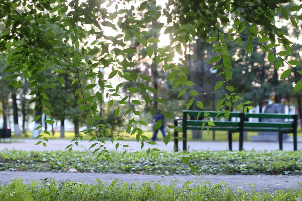 太阳公园叶图片下载