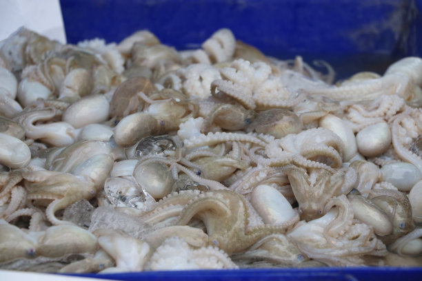 新鲜的章鱼是泰国当地市场的海产冰食材图片下载