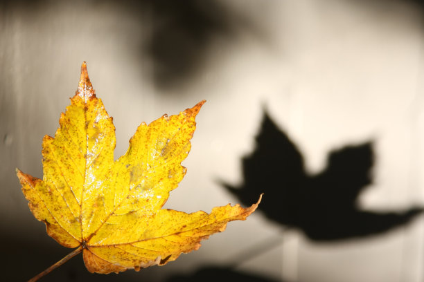 照相馆秋叶的简单照片图片下载