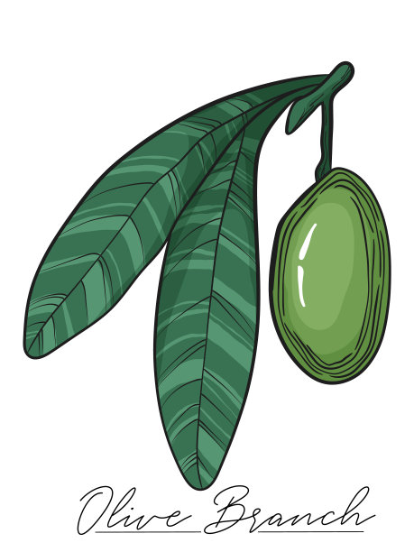 向量彩色插图的绿色橄榄枝与树叶。孤立的股票艺术在白色的背景。橄榄树元素手绘雕刻素描。图片下载