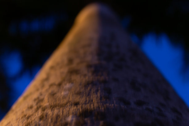 背景图片，大棕榈树的树干在雨后的夜晚拍照图片下载