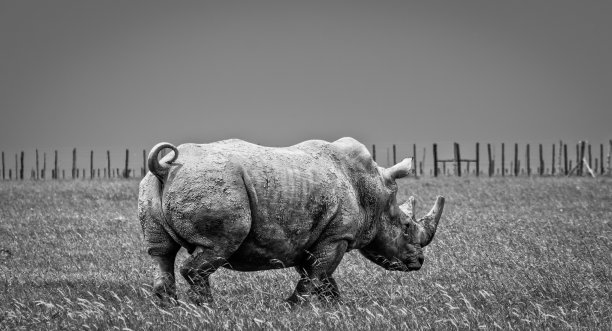 美术黑白犀牛照片图片下载