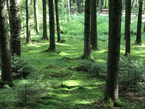 苔藓在森林图片下载