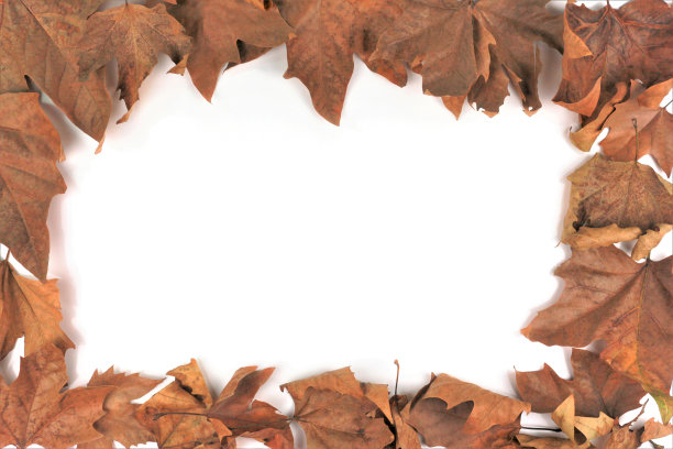 秋叶边框图片下载