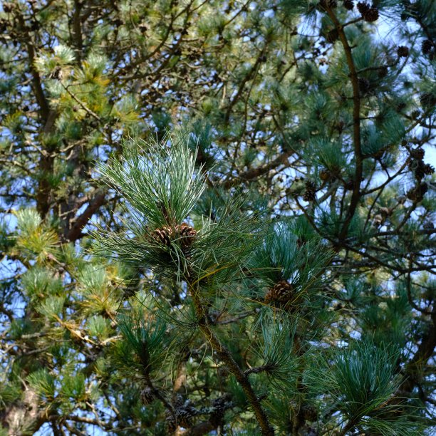 黄松原产于北美洲西部的黄松(西部黄松图片下载